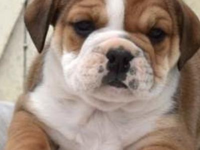 Beabull puppies (Beagle x English Bulldog) in Carlow