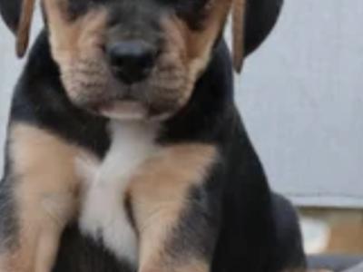 Beabull puppies (Beagle x English Bulldog) in Carlow