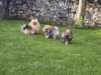 Exclusive Tiny Teddy Bear IKC Registered Pomeranian puppies in Tipperary