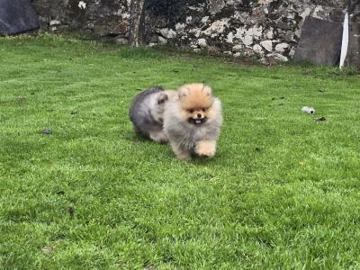 Exclusive Tiny Teddy Bear IKC Registered Pomeranian puppies in Tipperary