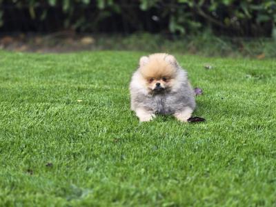Exclusive Tiny Teddy Bear IKC Registered Pomeranian puppies in Tipperary