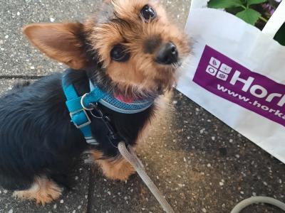 Tiffany is an Adorable, Energetic, Fun Loving female Yorkshire Terrier puppy 10 months old in Mayo