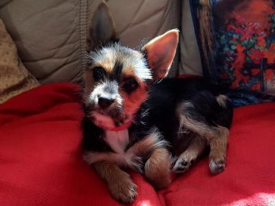 Tiffany is an Adorable, Energetic, Fun Loving female Yorkshire Terrier puppy 10 months old in Mayo