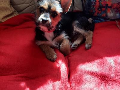Tiffany is an Adorable, Energetic, Fun Loving female Yorkshire Terrier 9 months old in Mayo