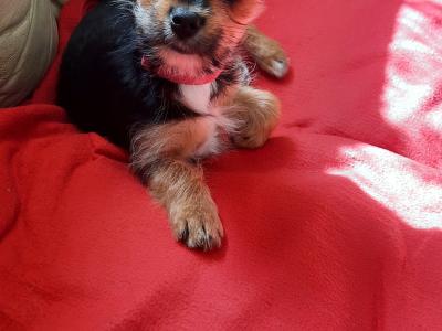 Tiffany is an Adorable, Energetic, Fun Loving female Yorkshire Terrier puppy 10 months old in Mayo