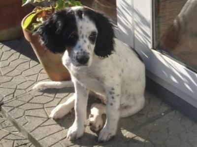 Spring Spaniel x English Setter puppies in Galway