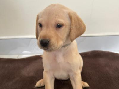 Purebred Pedigree Labrador puppies in Dublin