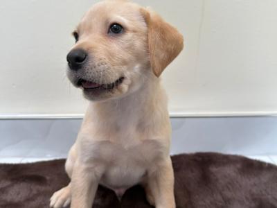 Purebred Pedigree Labrador puppies in Dublin