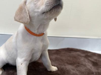 Purebred Pedigree Labrador puppies in Dublin