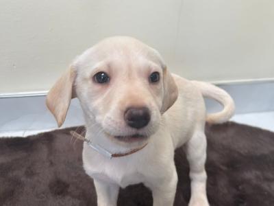 Purebred Pedigree Labrador puppies in Dublin