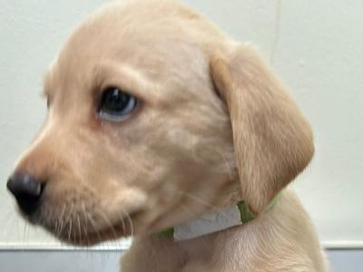 Purebred Pedigree Labrador puppies in Dublin