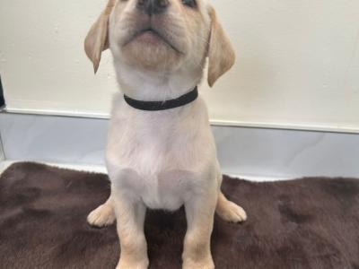 Purebred Pedigree Labrador puppies in Dublin