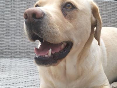 Purebred Pedigree Labrador puppies in Dublin