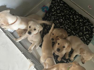 Purebred Pedigree Labrador puppies in Dublin