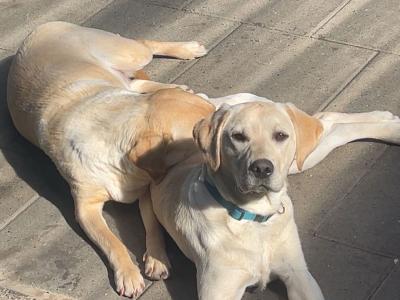 Purebred Pedigree Labrador puppies in Dublin