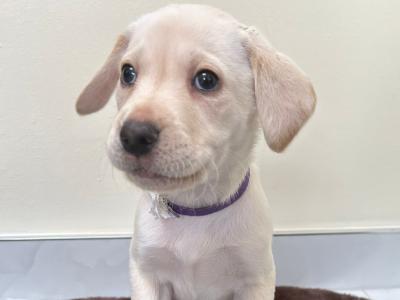 Purebred Pedigree Labrador puppies in Dublin
