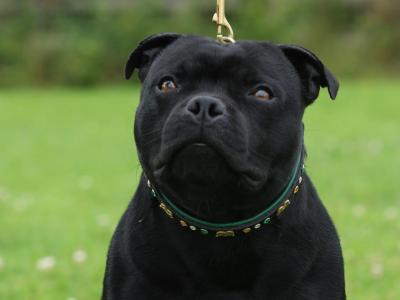 IKC Registered International Grand Champion Staffordshire Bull Terrier – stud available ✨