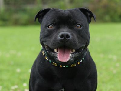 IKC Registered International Grand Champion Staffordshire Bull Terrier – stud available ✨