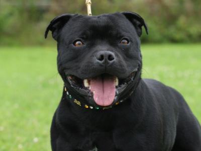 IKC Registered International Grand Champion Staffordshire Bull Terrier – stud available ✨