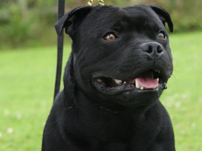 IKC Registered International Grand Champion Staffordshire Bull Terrier – stud available ✨