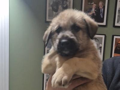 IKC Registered Irish Wolfhound puppies in Longford - €2500