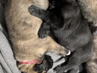 IKC Registered Irish Wolfhound puppies in Longford - €2500