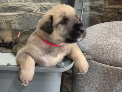 IKC Registered Irish Wolfhound puppies in Longford - €2500
