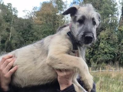 IKC Registered Irish Wolfhound puppies in Longford - €2500
