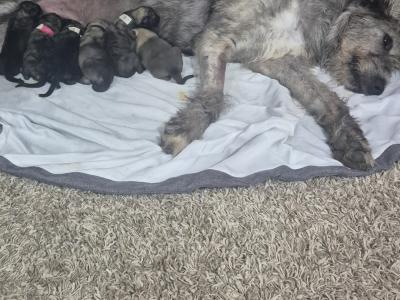 IKC Registered Irish Wolfhound puppies in Longford - €2500