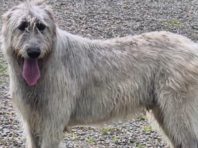 IKC Registered Irish Wolfhound puppies in Longford - €2500