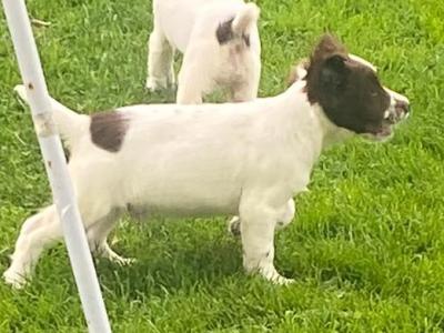 IKC Registered Springer Spaniel puppies for sale in Kerry