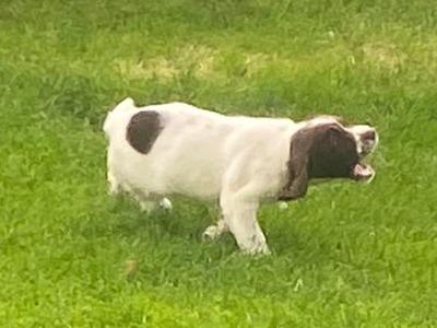 IKC Registered Springer Spaniel puppies for sale in Kerry