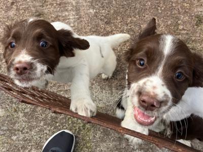 IKC Registered Springer Spaniel puppies for sale in Kerry