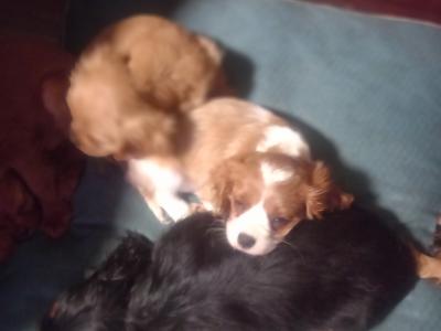 Cavalier King Charles Spaniel puppies in Offaly