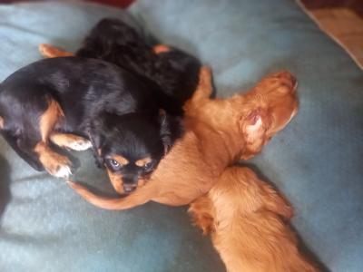 Cavalier King Charles Spaniel puppies in Offaly