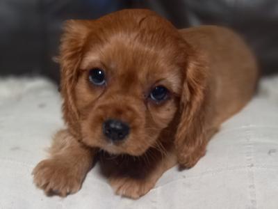Cavalier King Charles Spaniel puppies in Offaly