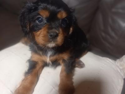 Cavalier King Charles Spaniel puppies in Offaly