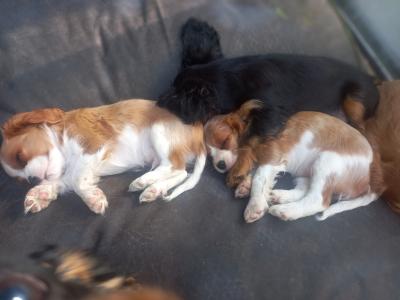 Cavalier King Charles Spaniel puppies in Offaly