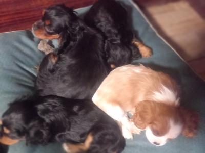 Cavalier King Charles Spaniel puppies in Offaly