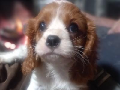 Cavalier King Charles Spaniel puppies in Offaly