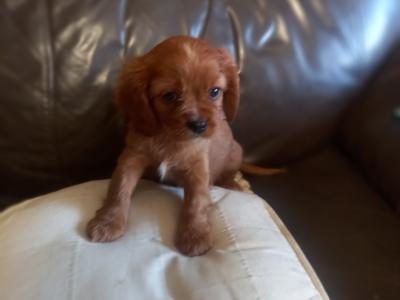 Cavalier King Charles Spaniel puppies in Offaly