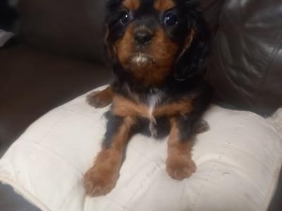Cavalier King Charles Spaniel puppies in Offaly