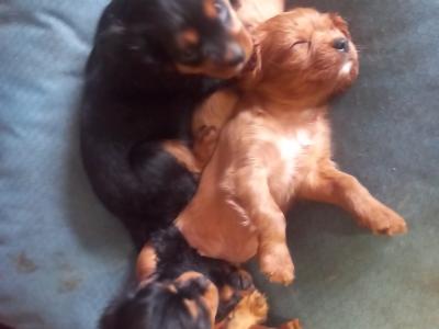 Cavalier King Charles Spaniel puppies in Offaly