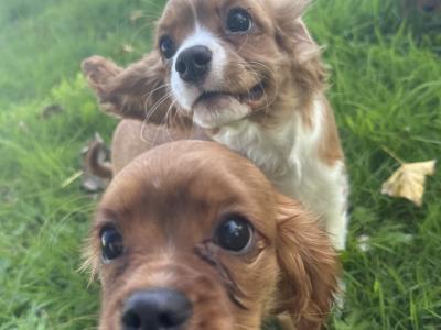 Cavalier King Charles IKC Registered puppies in Wexford