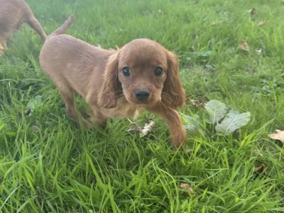 Cavalier King Charles IKC Registered puppies in Wexford