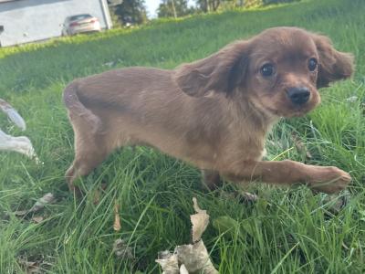 Cavalier King Charles IKC Registered puppies in Wexford