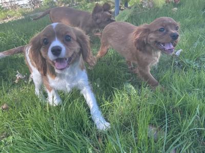 Cavalier King Charles IKC Registered puppies in Wexford