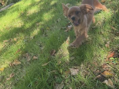 Cavalier King Charles IKC Registered puppies in Wexford