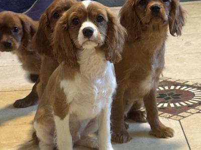 Cavalier King Charles IKC Registered puppies in Wexford