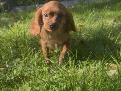Cavalier King Charles IKC Registered puppies in Wexford